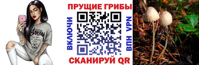 Купить где  Медногорск  Псилоцибиновые грибы мицелий 